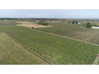 Van Buren County, Michigan Farmland - LAND AUCTION - 300+/- ACRES SPECIALTY CROP - GRAPES AND HOPS - OFFERED IN 8 TRACTS IN VAN BUREN COUNTY, MICHIGAN